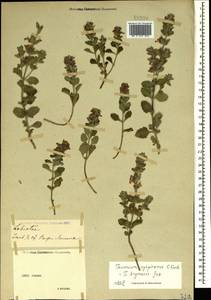 Teucrium chamaedrys subsp. syspirense (K.Koch) Rech.f., Crimea (KRYM) (Russia)