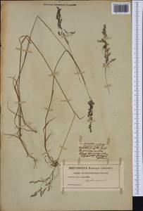 Agrostis canina L., Western Europe (EUR) (Not classified)