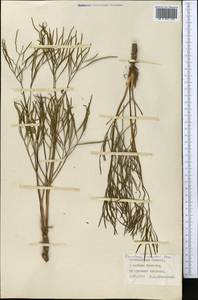 Peucedanum morisonii Besser, Middle Asia, Northern & Central Kazakhstan (M10) (Kazakhstan)