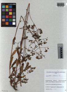 KUZ 004 369, Gypsophila altissima L., Siberia, Altai & Sayany Mountains (S2) (Russia)
