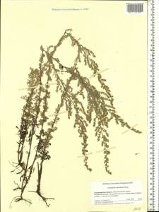 Artemisia austriaca Jacq., Eastern Europe, Central region (E4) (Russia)