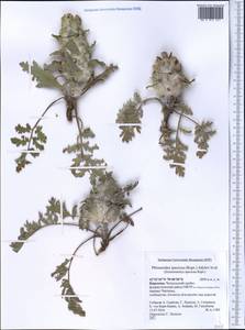 Phlomoides speciosa (Rupr.) Adylov, Kamelin & Makhm., Middle Asia, Western Tian Shan & Karatau (M3) (Kyrgyzstan)