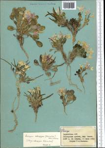 Leiospora subscapigera (Botsch. & Vved.) Botsch. & Pachom., Middle Asia, Pamir & Pamiro-Alai (M2) (Tajikistan)