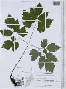 Actaea spicata L., Eastern Europe, North-Western region (E2) (Russia)