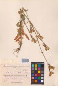 Silene noctiflora L., Eastern Europe, Eastern region (E10) (Russia)