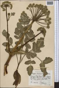 Angelica brevicaulis (Rupr.) B. Fedtsch., Middle Asia, Western Tian Shan & Karatau (M3) (Kyrgyzstan)