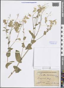Isatis boissieriana Rchb.f., Middle Asia, Syr-Darian deserts & Kyzylkum (M7) (Uzbekistan)