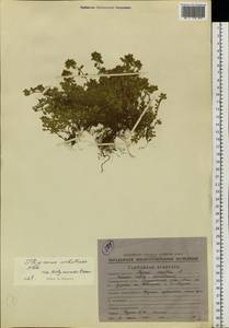 Thymus ochotensis Klokov, Siberia, Chukotka & Kamchatka (S7) (Russia)