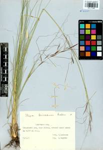 Stipa baicalensis Roshev., Siberia, Baikal & Transbaikal region (S4) (Russia)