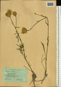 Centaurea orientalis L., Eastern Europe, North Ukrainian region (E11) (Ukraine)