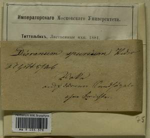 Dicranum spurium Hedw., Bryophytes, Bryophytes - Western Europe (BEu) (Germany)