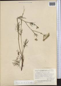 Seseli strictum Ledeb., Middle Asia, Northern & Central Kazakhstan (M10) (Kazakhstan)