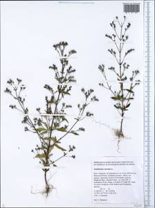 Amethystea caerulea L., Siberia, Altai & Sayany Mountains (S2) (Russia)