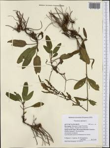 Veronica spicata L., Western Europe (EUR) (Bulgaria)