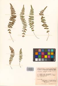 Woodsia polystichoides D. C. Eat., Siberia, Russian Far East (S6) (Russia)