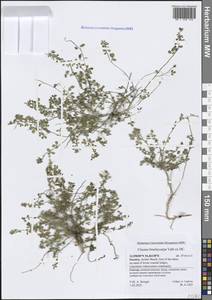Stylidocleome brachycarpa (Vahl ex DC.) Roalson & J.C.Hall, South Asia, South Asia (Asia outside ex-Soviet states and Mongolia) (ASIA) (Yemen)