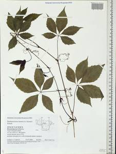 Parthenocissus inserta (A. Kern.) Fritsch, Eastern Europe, Central region (E4) (Russia)