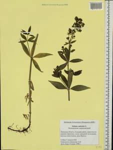 Galium rubioides L., Eastern Europe, Central forest-and-steppe region (E6) (Russia)