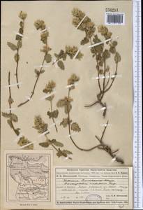 Dracocephalum nodulosum Rupr., Middle Asia, Dzungarian Alatau & Tarbagatai (M5) (Kazakhstan)