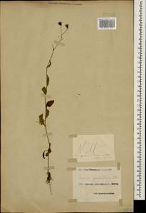 Lapsana communis subsp. grandiflora (M. Bieb.) P. D. Sell, Caucasus, Black Sea Shore (from Novorossiysk to Adler) (K3) (Russia)