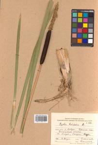 Typha latifolia L., Siberia, Russian Far East (S6) (Russia)
