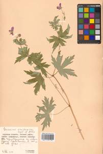 Geranium maximowiczii Regel & Maack, Siberia, Russian Far East (S6) (Russia)