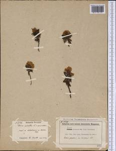 Rhododendron tomentosum (Stokes) Harmaja, America (AMER) (Canada)