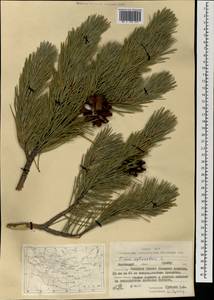 Pinus sylvestris L., Mongolia (MONG) (Mongolia)