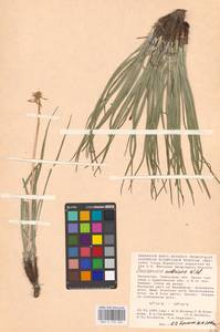 Takhtajaniantha austriaca (Willd.) Zaika, Sukhor. & N. Kilian, Middle Asia, Caspian Ustyurt & Northern Aralia (M8) (Kazakhstan)