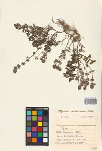 MHA 0 156 829, Thymus roegneri K.Koch, Eastern Europe, West Ukrainian region (E13) (Ukraine)