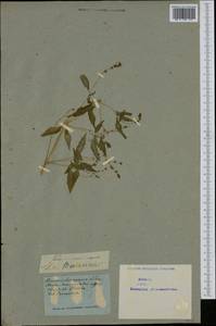 Mercurialis annua L., Western Europe (EUR) (Not classified)