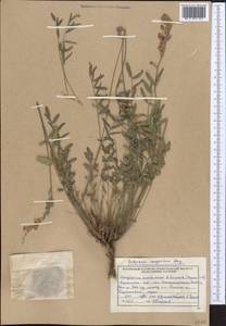 Hedysarum songoricum Bong., Middle Asia, Dzungarian Alatau & Tarbagatai (M5) (Kazakhstan)