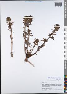 Pedicularis labradorica Wirsing, Siberia, Western Siberia (S1) (Russia)