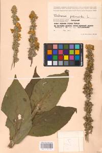 MHA 0 159 045, Verbascum phlomoides L., Eastern Europe, Western region (E3) (Russia)
