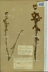 Campanula sibirica L., Siberia, Altai & Sayany Mountains (S2) (Russia)