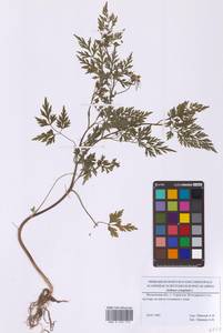 Aethusa cynapium L., Eastern Europe, Moscow region (E4a) (Russia)