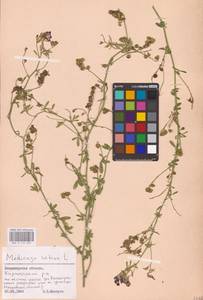 Medicago sativa L., Eastern Europe, Central region (E4) (Russia)