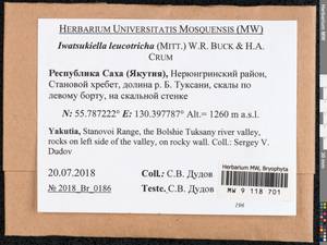 Iwatsukiella leucotricha (Mitt.) W.R. Buck & H.A. Crum, Bryophytes, Bryophytes - Yakutia (B19) (Russia)