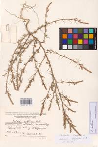 Salsola collina Pall., Eastern Europe, Moscow region (E4a) (Russia)