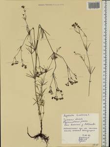 Cynanchica tinctoria (L.) Fourr., Eastern Europe, Central region (E4) (Russia)