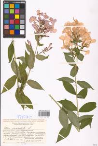 Phlox paniculata L., Eastern Europe, Moscow region (E4a) (Russia)