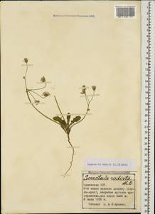 Crepis sancta subsp. sancta, Caucasus, Armenia (K5) (Armenia)
