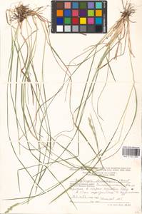 Danthonia decumbens (L.) DC., Eastern Europe, Moscow region (E4a) (Russia)