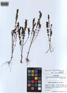 Euphrasia × vernalis List, Siberia, Altai & Sayany Mountains (S2) (Russia)