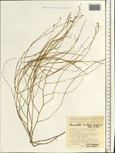 Chondrilla ambigua Fisch. ex Kar. & Kir., Eastern Europe, Lower Volga region (E9) (Russia)
