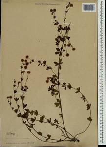 Dorycnium pentaphyllum subsp. herbaceum (Vill.)Rouy, Crimea (KRYM) (Russia)