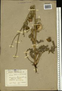 Carduus uncinatus M. Bieb., Eastern Europe, South Ukrainian region (E12) (Ukraine)