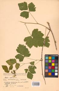 Rubus caesius L., Eastern Europe, Lower Volga region (E9) (Russia)
