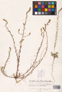 Bassia laniflora (S. G. Gmel.) A. J. Scott, Eastern Europe, Lower Volga region (E9) (Russia)