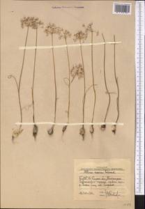 Allium caesium Schrenk, Middle Asia, Western Tian Shan & Karatau (M3) (Uzbekistan)